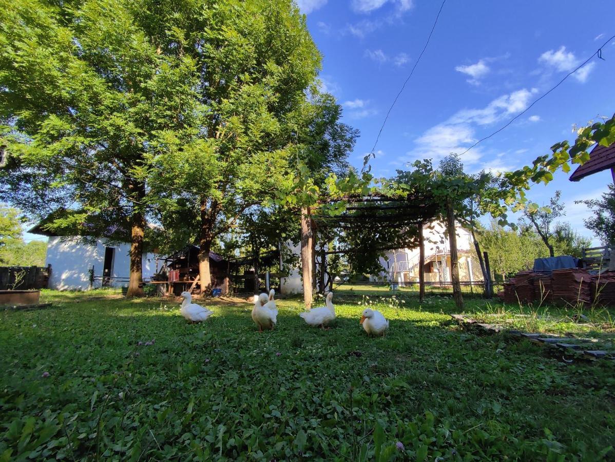 Apartments Eco Forest Resort Rakovica Exteriör bild